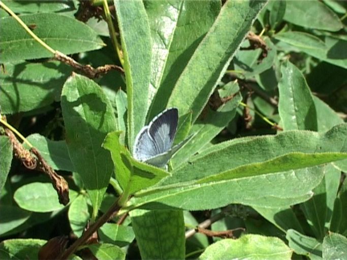 Faulbaumbläuling ( Celestrina argiolus ), Weibchen : Moers, in unserem Garten, 05.07.2005